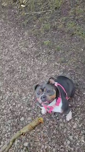 New English bulldog in Birmingham