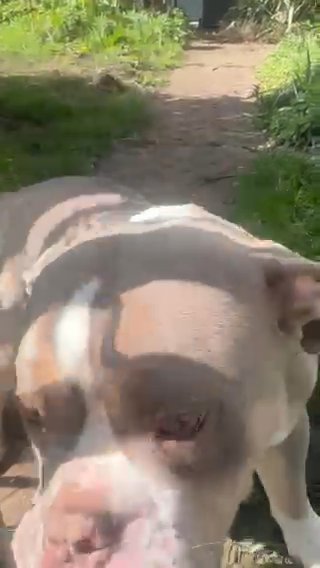 Male Lilac Tri Olde English Bulldog in London