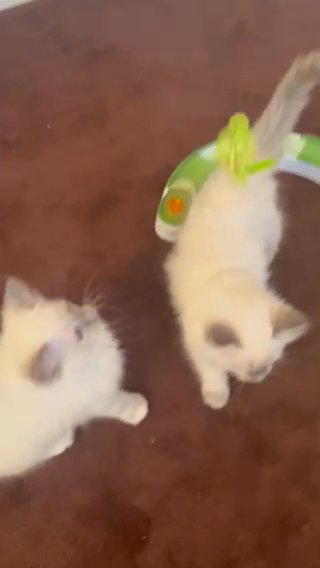 Pedigree Ragdoll Kittens For Sale ? ??? in Kirklees