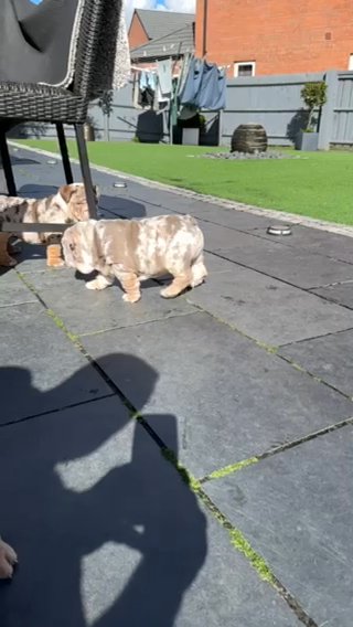Englush Bulldog in Rugby