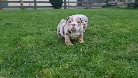 English Bulldog Pups in Rugby
