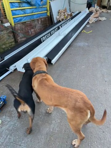 Dogue De Bordeaux in Birmingham