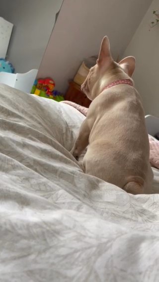 Female French Bulldog Puppy in London