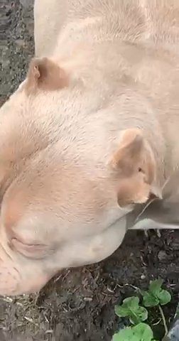 Lovely Pocket Bully Female 5 Star Home Only!! in Rhondda Cynon Taf