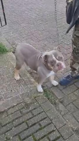 Lilac Tri Male Olde English Bulldog in London