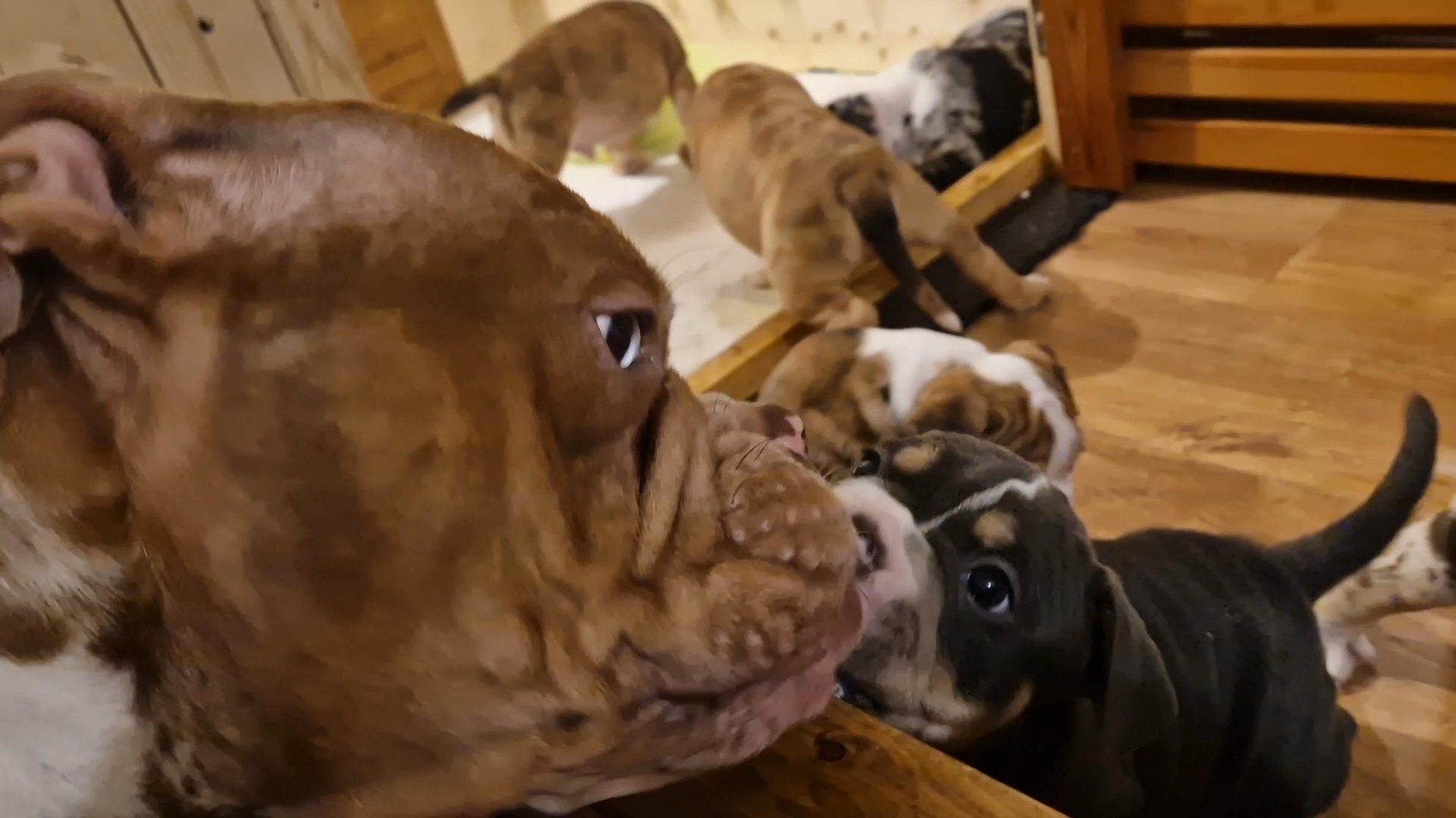 8 Purebred Olde English Bulldogges for sale in London