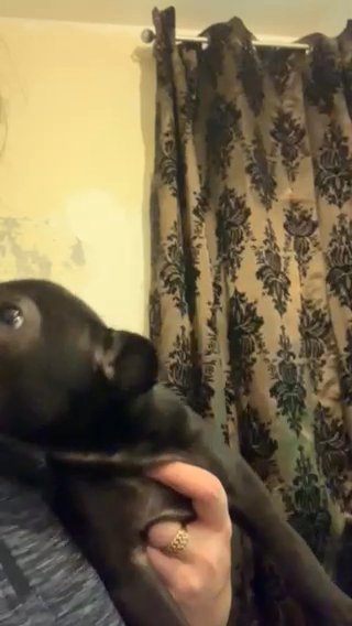 Boy Sharpei in Bradford