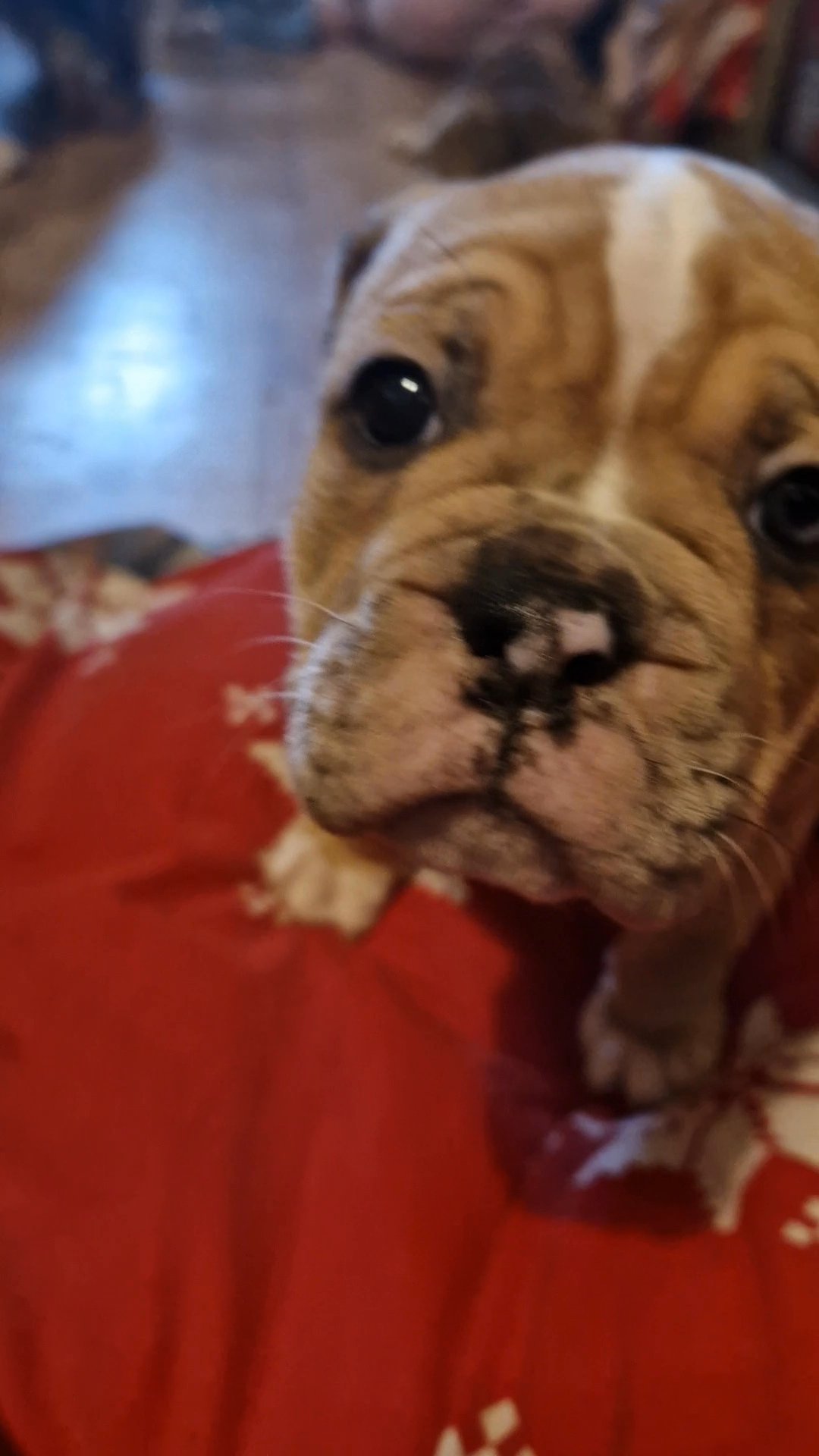 8 Purebred Olde English Bulldogge Puppies in London