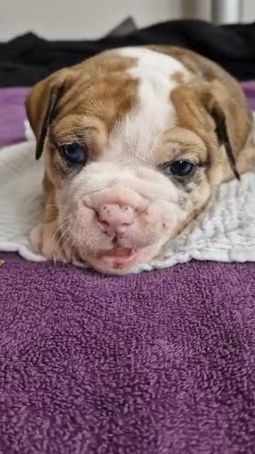 REDUCED 8 Olde English Bulldogge Puppies in London