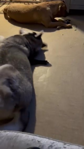 PROVEN SUBERIAN HUSKY STUD ONLY in Colchester