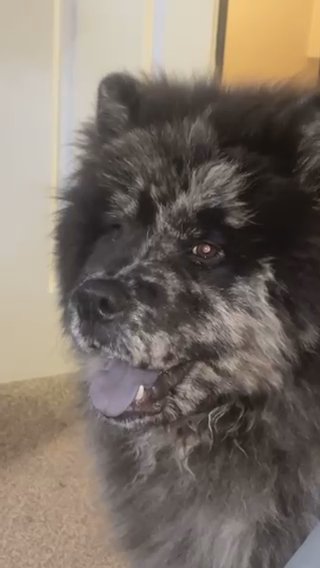 Blue Merle Chow Chow Ready For Stud in London