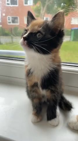 mixed breed Bengal female Kitten for sale in Rochdale