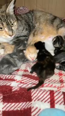 three beautiful mixed breed kittens for sale in Rochdale