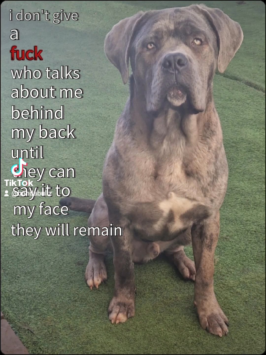 Merle Cane Corso for ?STUD? in Liverpool