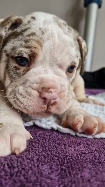 REDUCED Olde English Puppies in London