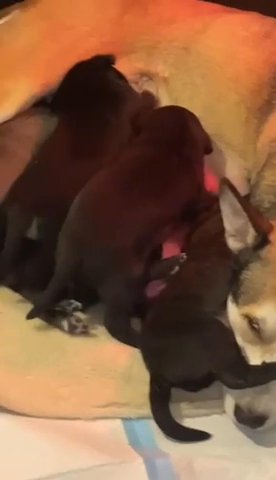 Four gorgeous Husky X Cane corso Pups For sale in Rochdale