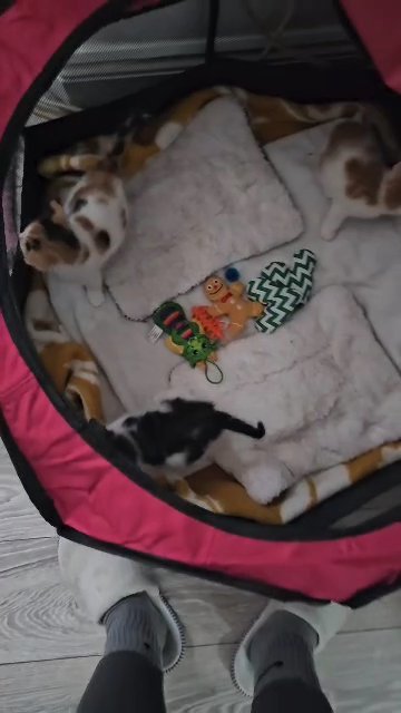 kittens in London