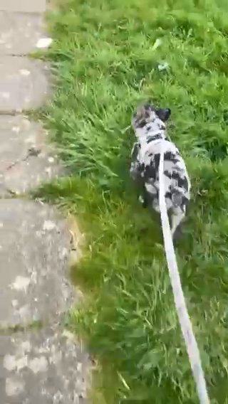 Bisual Merle Fluffy Frenchie in London