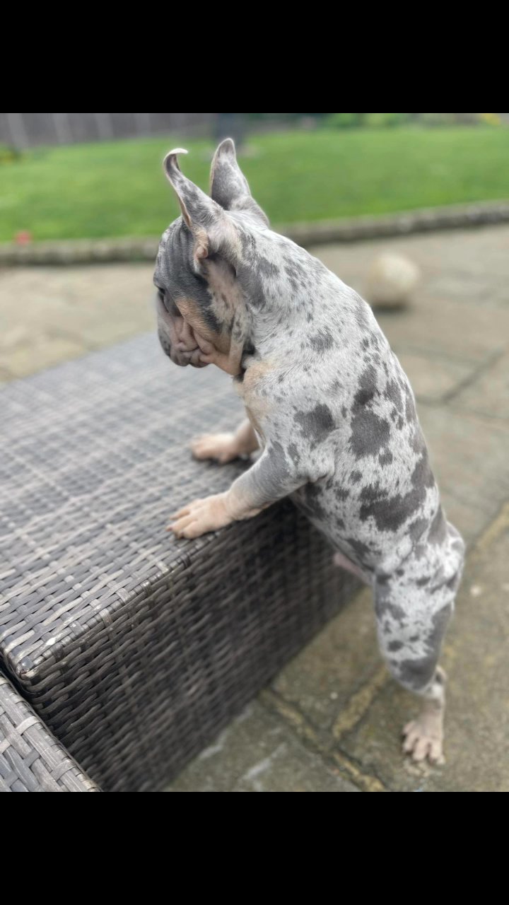 Blue and tan velvet merle in London