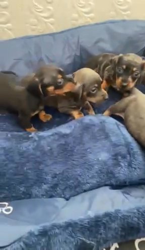 Miniature Dachshund in Manchester