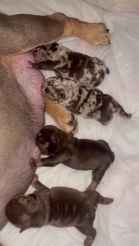 *READYTOLEAVE* Message Insta @TheBulldogBoyz Chocolate & Tan English Bulldogs in Liverpool