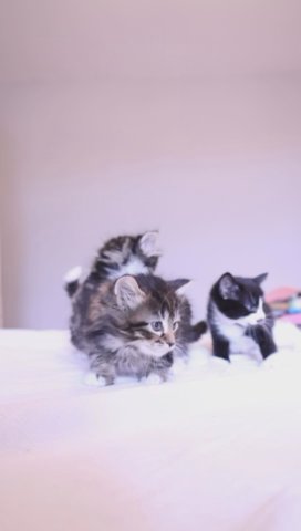 PLAYFUL KITTENS READY TO GO IN FEW DAYS in London