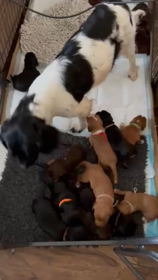 Sprocker Puppies, ALL PUPPIES NOW RESERVED in Walsall
