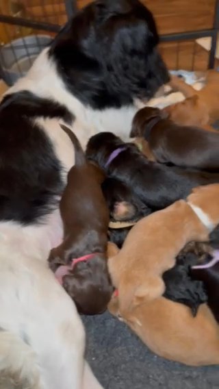 Sprocker puppies, ALL PUPPIES NOW RESERVED in Walsall