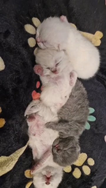 Gorgeous British Short Hair Kittens! in Blackburn with Darwen