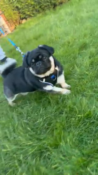 Black And Tan Pug Stud Only!! in Wakefield