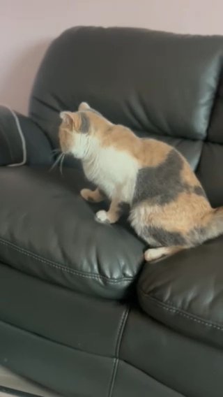 Young sweet nature TICA reg Blue Calico Spayed Female BSH in Leeds
