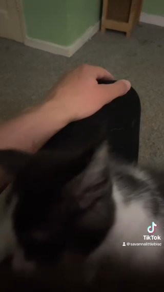 Female Torbie/ Calico Maine Coon in Gloucester