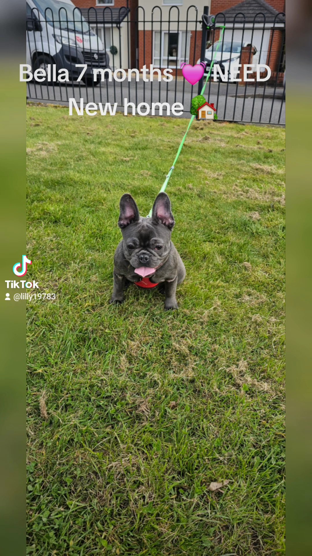 reduce,,sale french bulldog in Wolverhampton