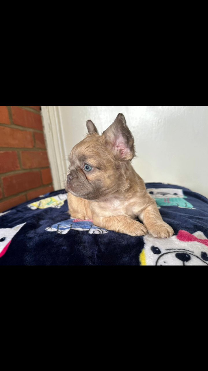 fluffy male frenchie in London