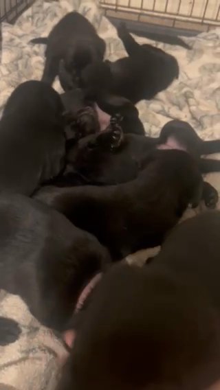 Black Kc Labradors for Sale in Derby