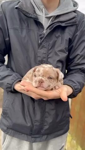 2 Male 1 Female Fluffy Carrying french bulldogs in Manchester