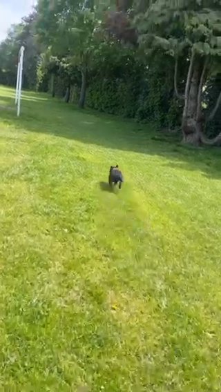French Bulldog in Somerset