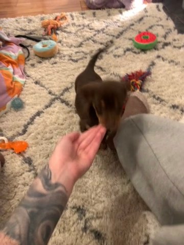 Chocolate Miniature Dachshund in Leeds