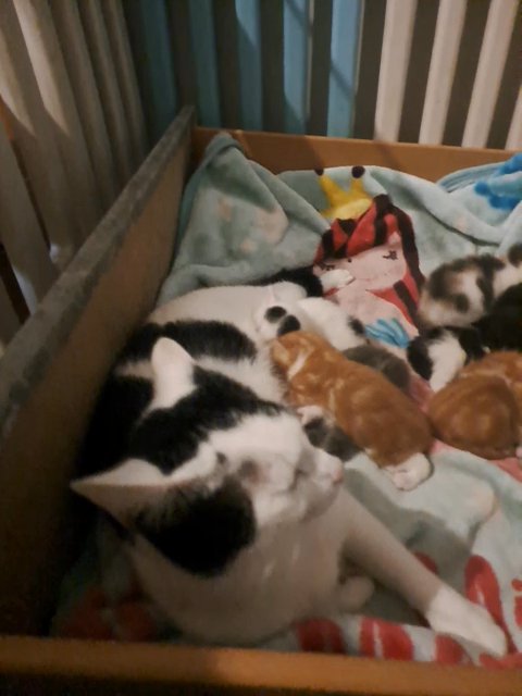 kittens in London