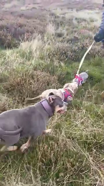 miniature dacshund in Sheffield