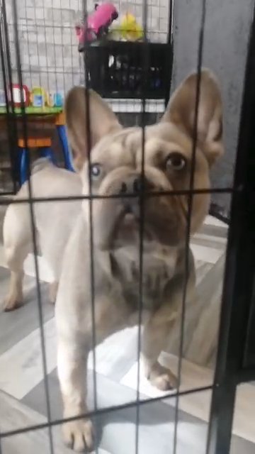 French bulldog girl in Surrey Heath