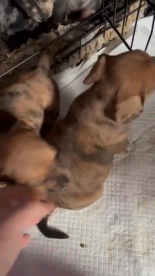 Miniature DashHound in Kingston upon Hull