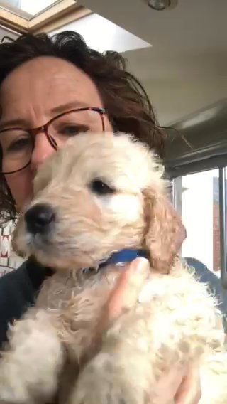 Golden Doodle in Newcastle upon Tyne