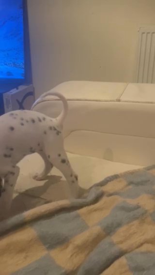 Last 2 Male Dalmatian Pups in Bury