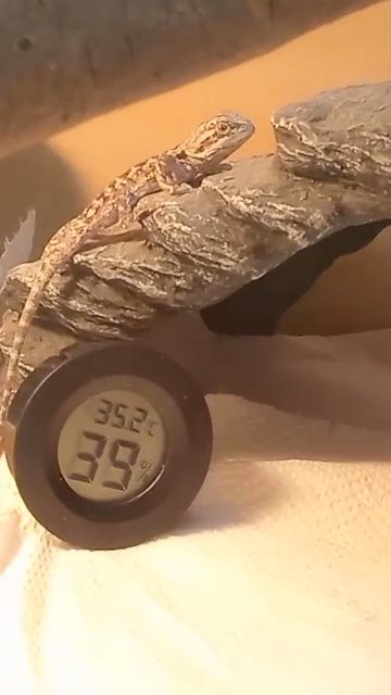 Beautiful baby bearded dragons are looking for forever home in Sheffield