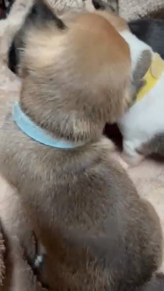 Adorable Chihuahua Puppies in Peterborough
