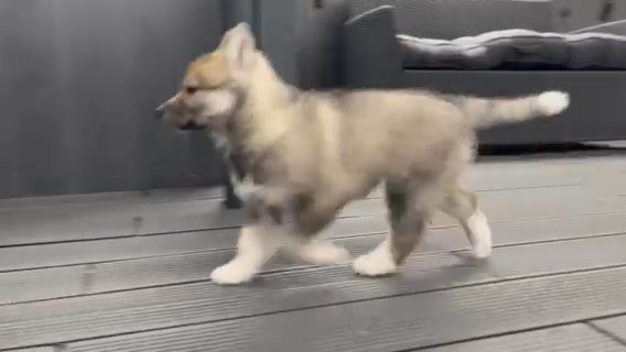 Siberian Husky Puppies in Birmingham