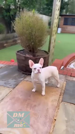 PLATINUM HUSKY FEMALE CARRYING PINK TESTABLE AND FLUFFY in Berkshire