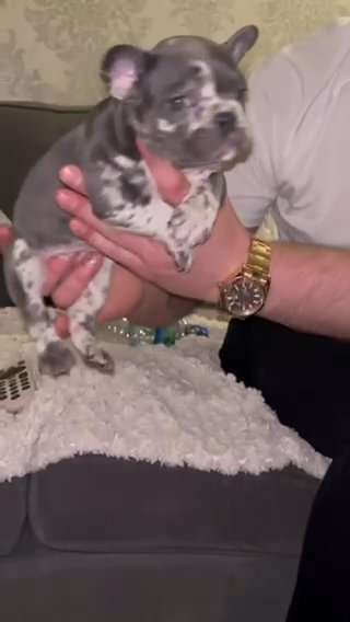 French Bulldog Champion Bloodlines in Wiltshire
