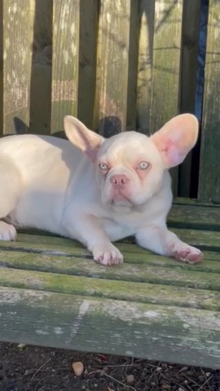 PINK, ISABELLA, FLUFFY Platinum Husky Male in Berkshire